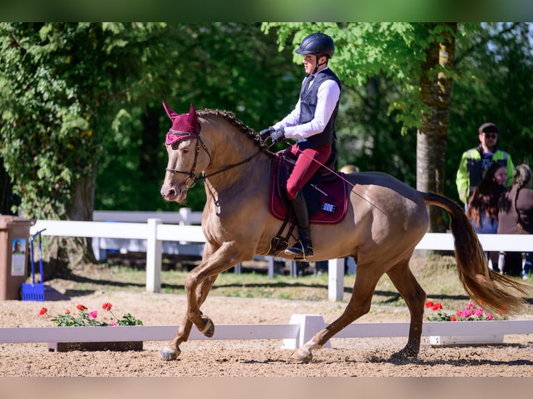 PRE Stallion Champagne in Grafing