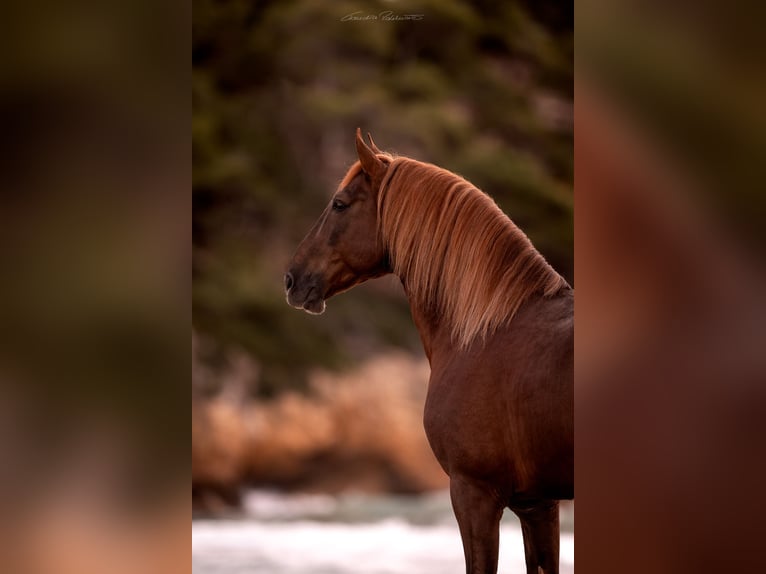 PRE Stallion Chestnut in El Catllar