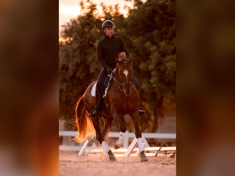 PRE Stallion Chestnut in El Catllar