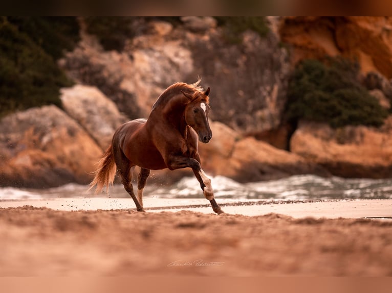 PRE Stallion Chestnut in El Catllar