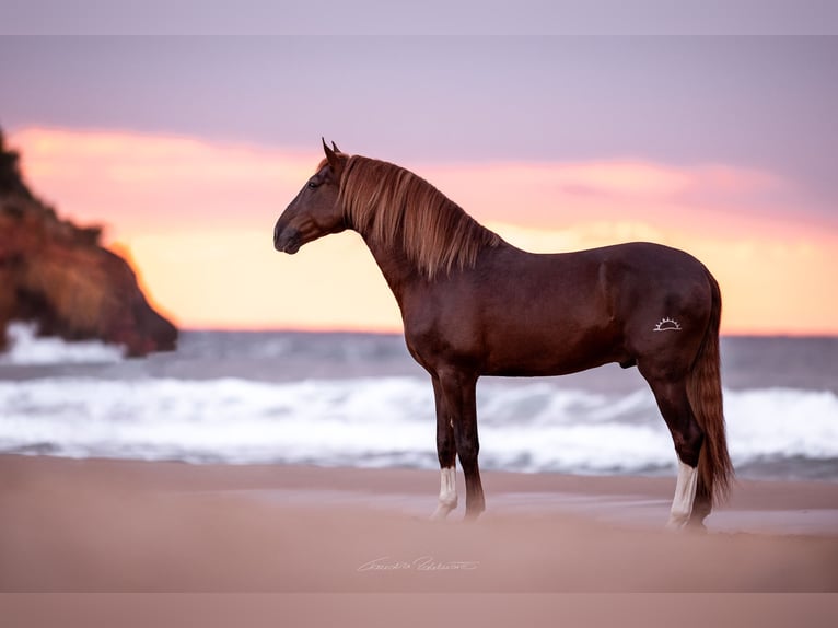 PRE Stallion Chestnut in El Catllar