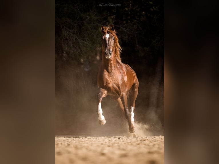 PRE Stallion Chestnut in El Catllar