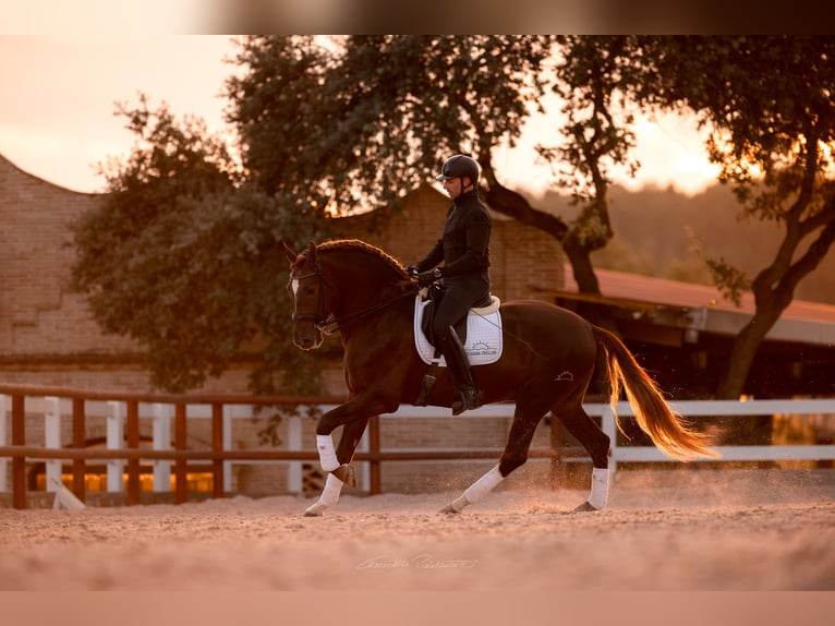 PRE Stallion Chestnut in El Catllar