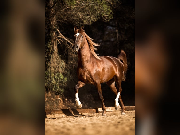 PRE Stallion Chestnut in El Catllar