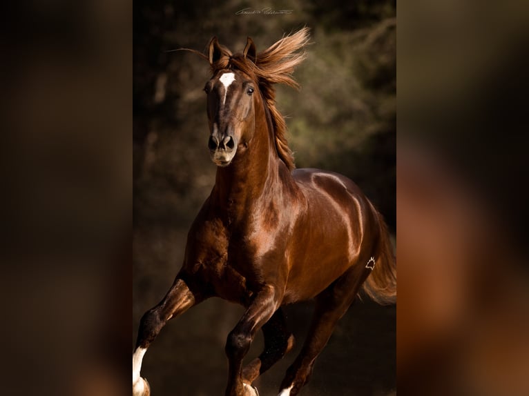 PRE Stallion Chestnut in El Catllar