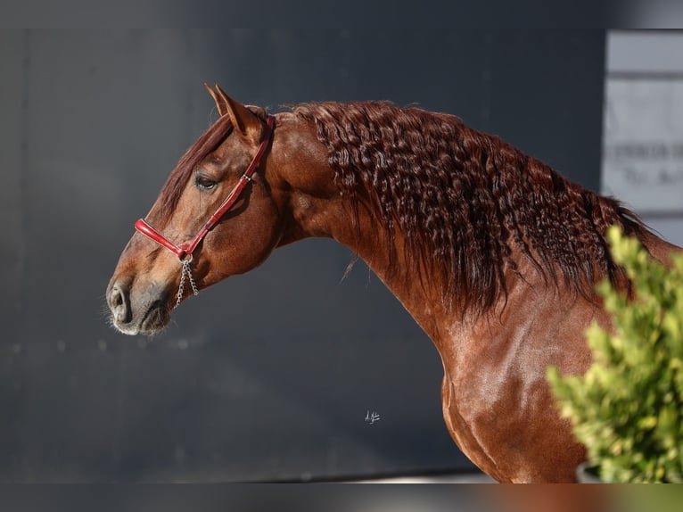PRE Stallion Chestnut-Red in Utiel
