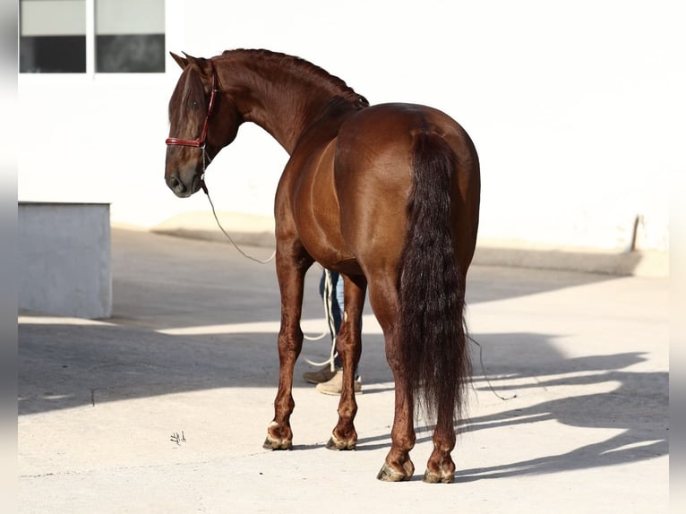 PRE Stallion Chestnut-Red in Utiel