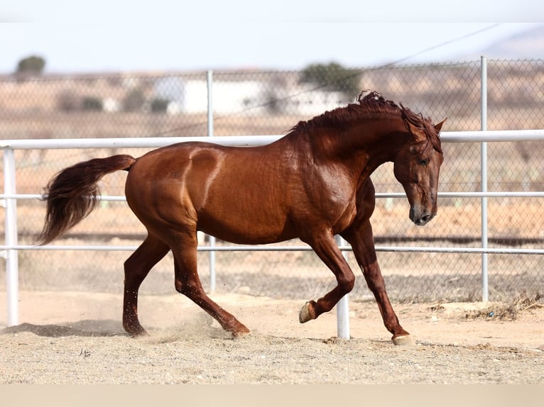 PRE Stallion Chestnut-Red in Utiel