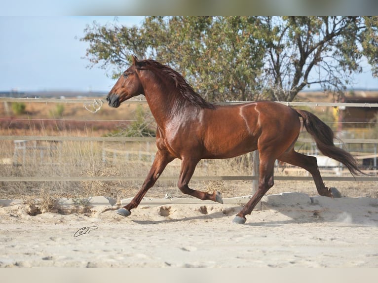 PRE Stallion Chestnut-Red in Utiel