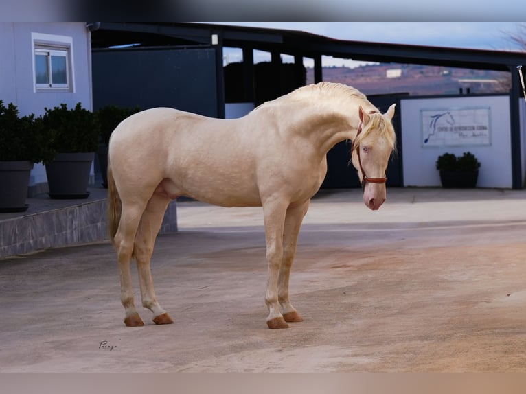 PRE Stallion Cremello in Utiel