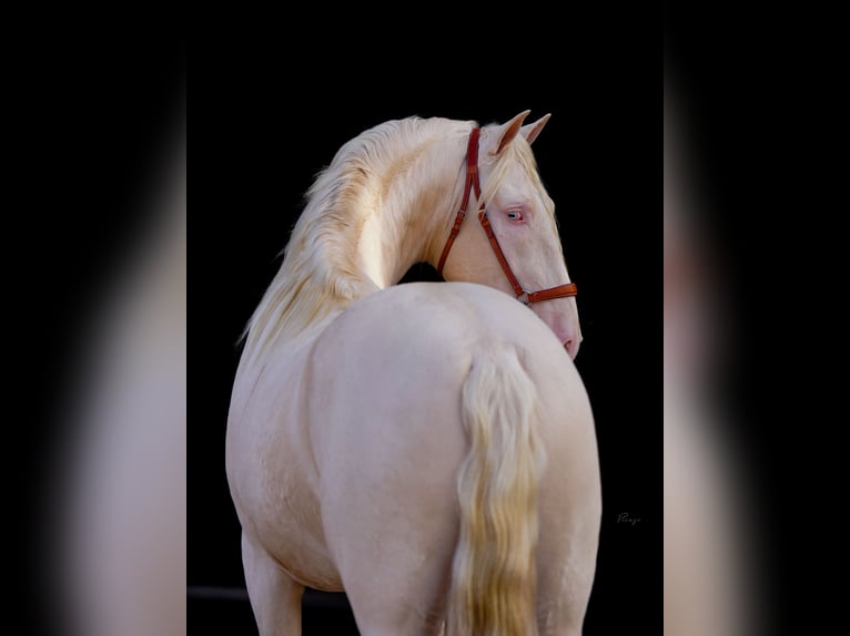 PRE Stallion Cremello in Utiel
