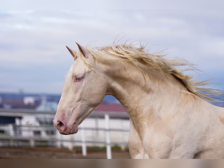 PRE Stallion Cremello in Utiel