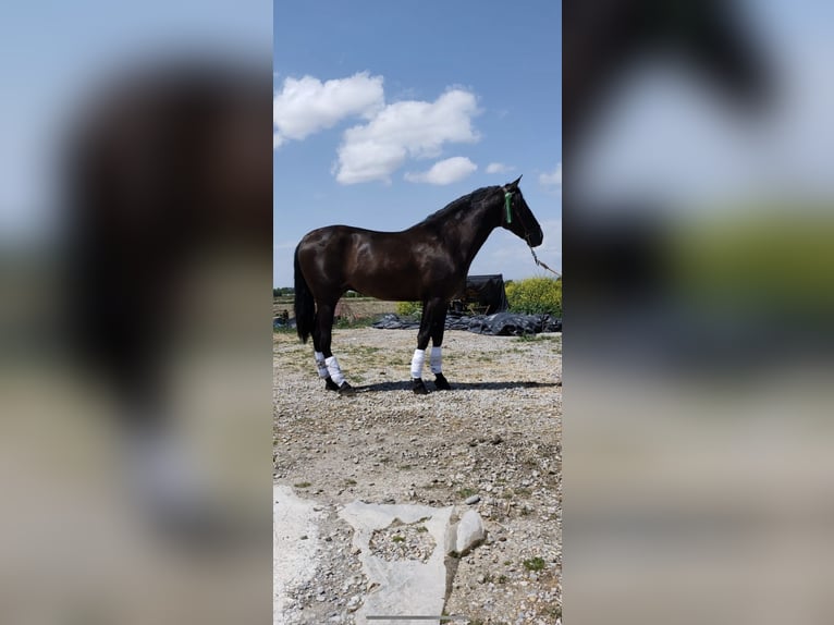 PRE Stallion in Aachen