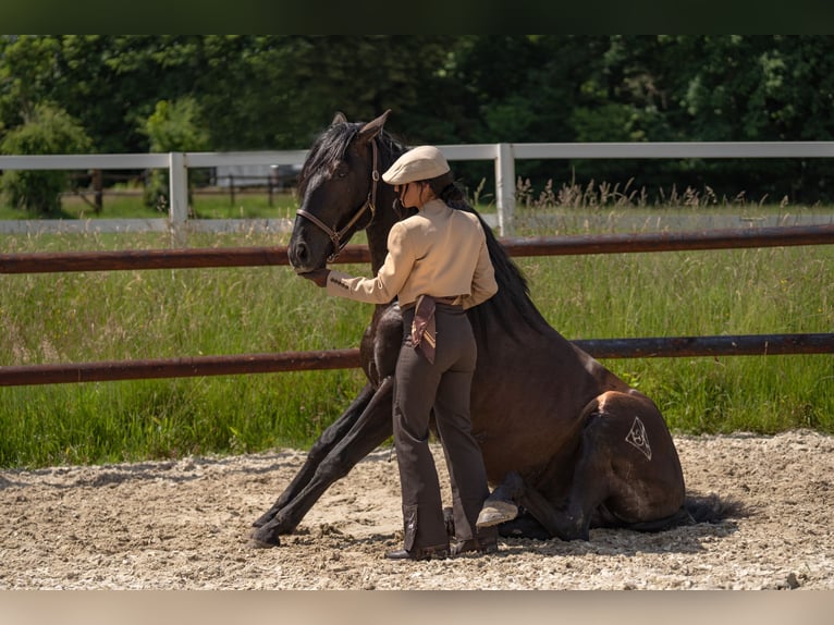 PRE Stallion in Aachen