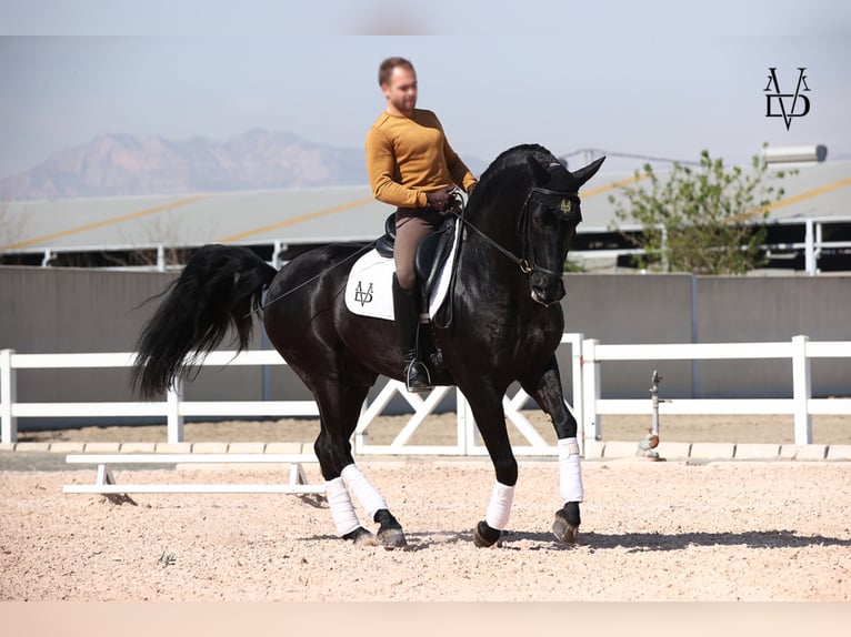 PRE Stallion in ORBEC
