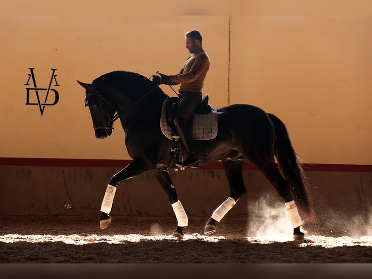 PRE Stallion in ORBEC