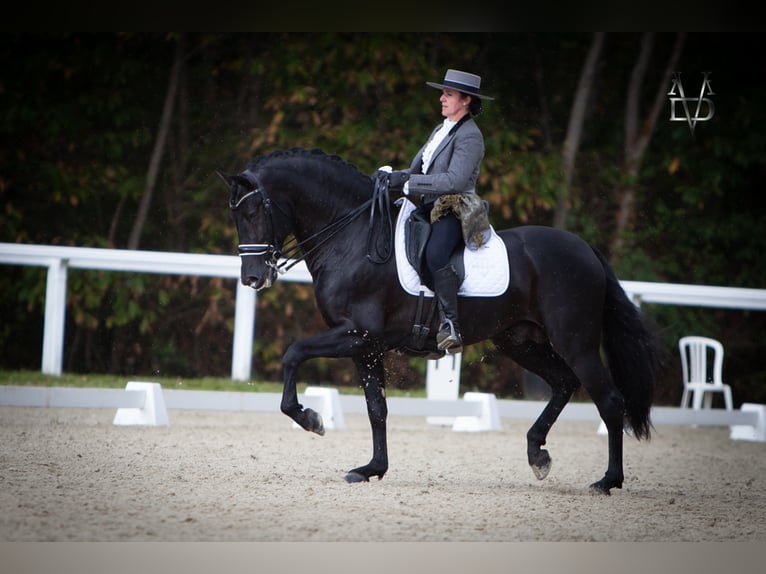 PRE Stallion in ORBEC