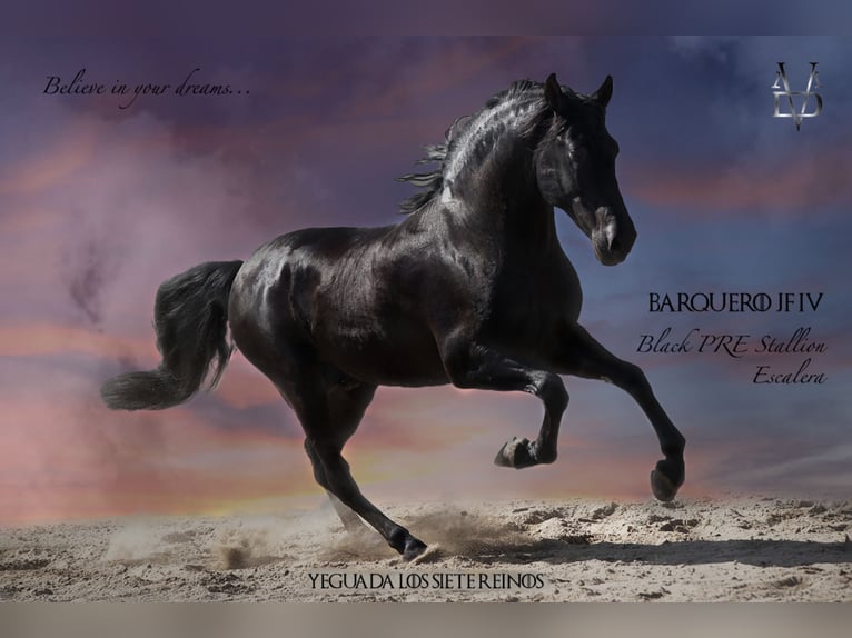 PRE Stallion in ORBEC