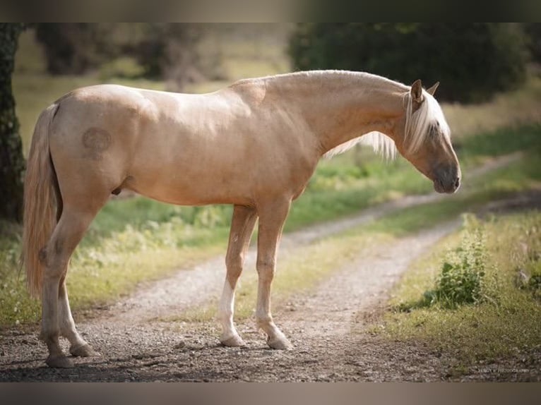 PRE Stallion in caumont