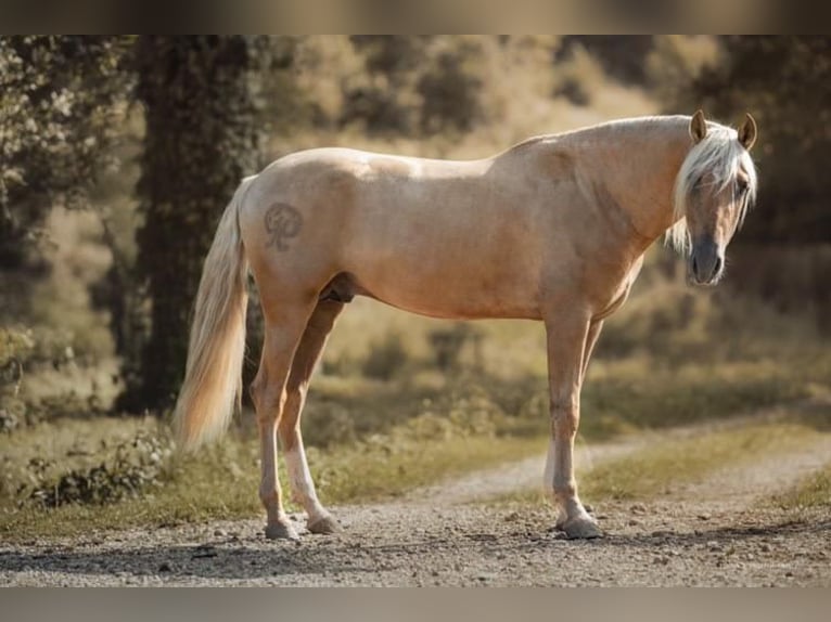 PRE Stallion in caumont