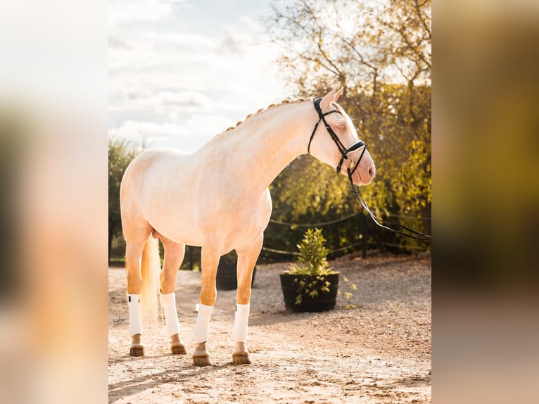 PRE Stallion in caumont