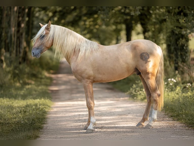 PRE Stallion in caumont