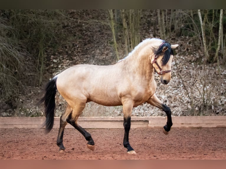 PRE Stallion Dun in Aldingen