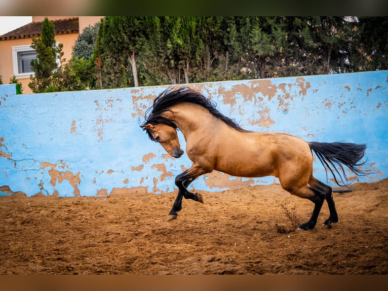 PRE Stallion Dun in Valencia