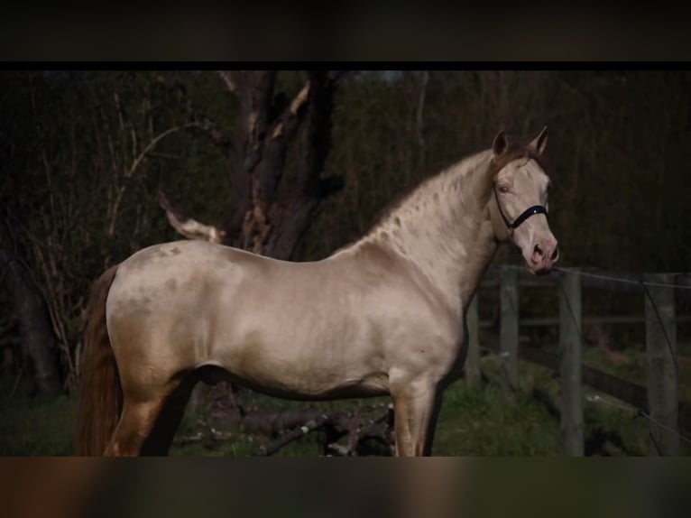 PRE Stallion Dun in Montigny-en-Gohelle