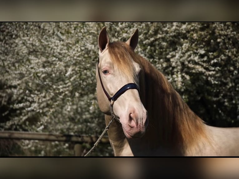 PRE Stallion Dun in Montigny-en-Gohelle