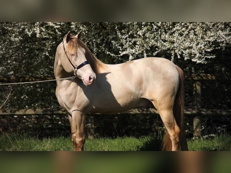PRE Stallion Dun in Montigny-en-Gohelle