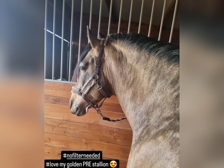 PRE Stallion Dun in Rechnitz