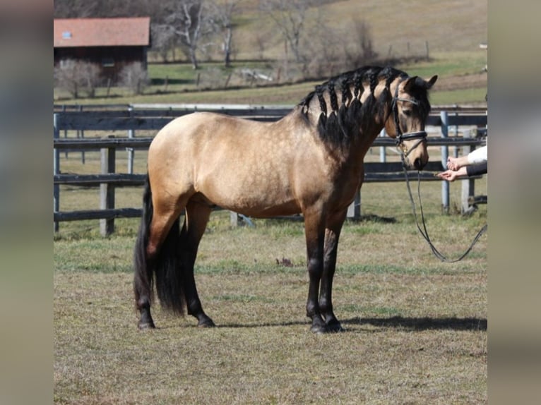 PRE Stallion Dun in Rechnitz