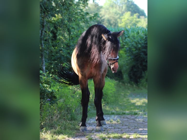 PRE Stallion Dun in Rechnitz