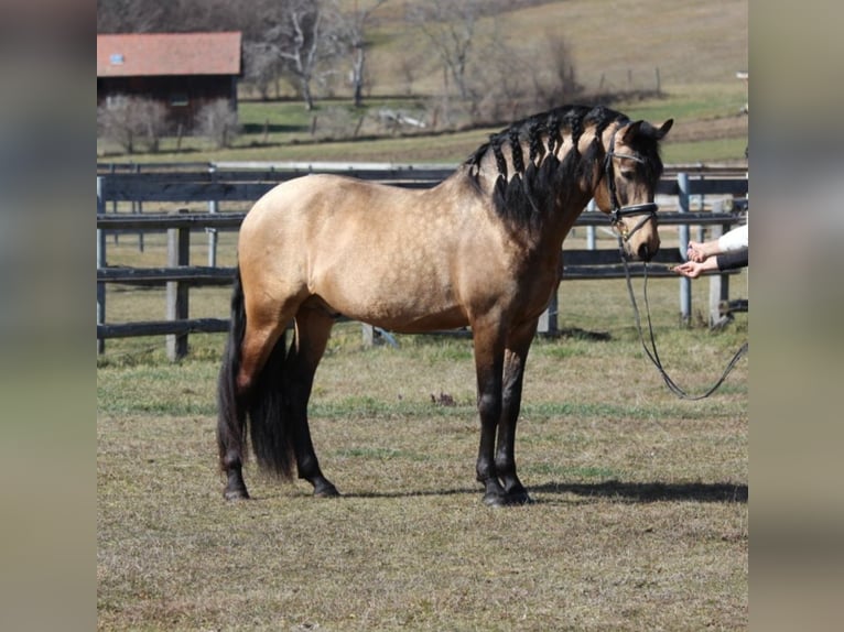 PRE Stallion Dun in Rechnitz