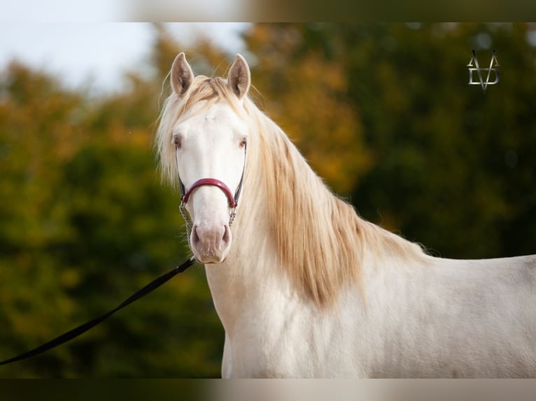 PRE Stallion Dun in Pont d&#39;Ouilly