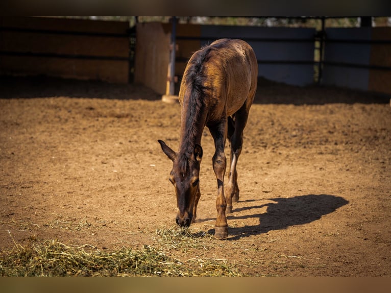 PRE Stallion Foal (07/2025) 12,2 hh Black in Valencia