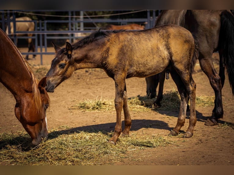 PRE Stallion Foal (03/2025) 12,2 hh Black in Rafelguaraf