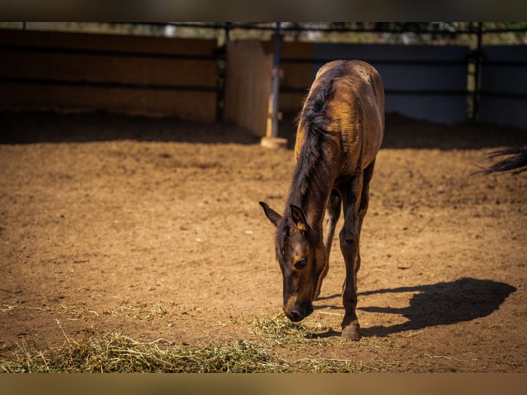 PRE Stallion Foal (03/2025) 12,2 hh Black in Rafelguaraf
