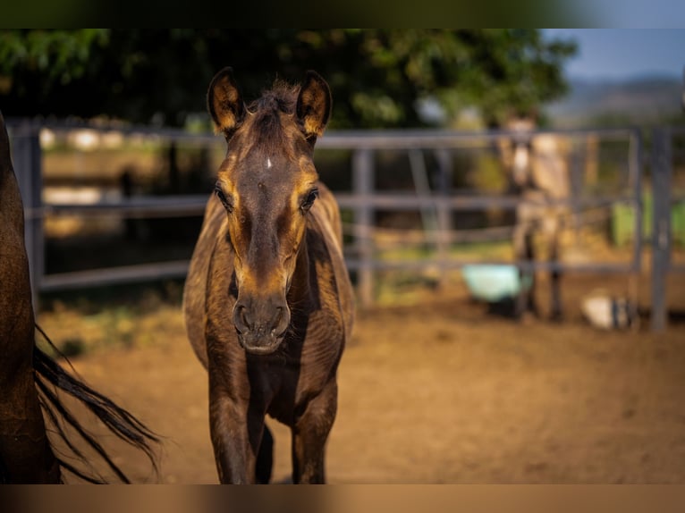 PRE Stallion Foal (03/2025) 12,2 hh Black in Rafelguaraf