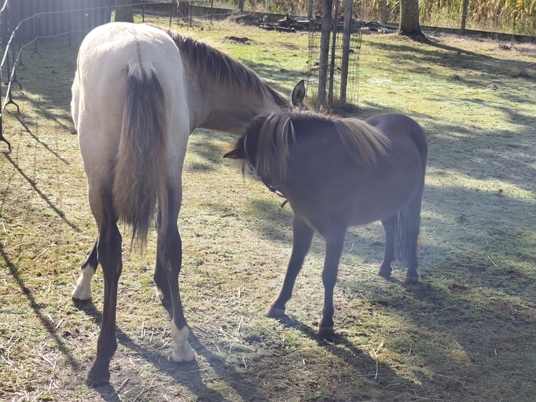 PRE Stallion Foal (03/2025) 12,2 hh Buckskin in Nieuwerkerken
