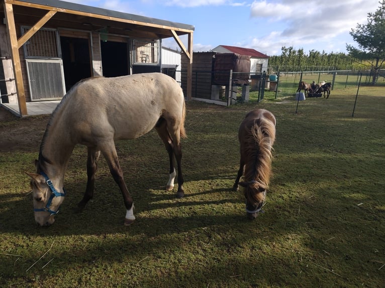 PRE Stallion Foal (03/2025) 12,2 hh Buckskin in Nieuwerkerken