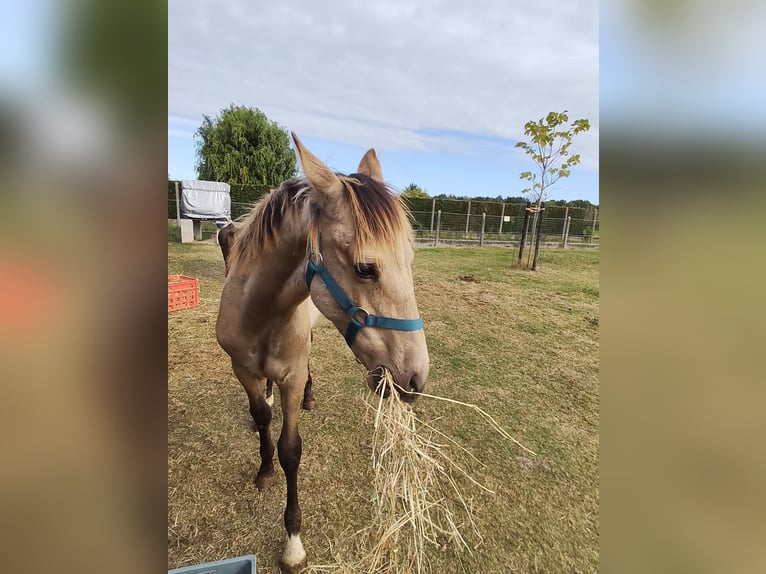 PRE Stallion Foal (03/2025) 12,2 hh Buckskin in Nieuwerkerken