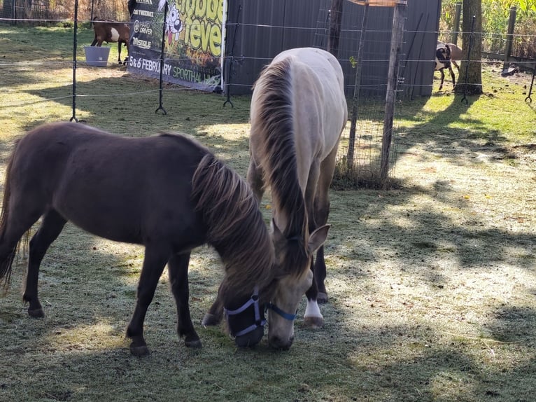 PRE Stallion Foal (03/2025) 12,2 hh Buckskin in Nieuwerkerken