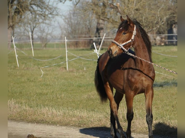 PRE Stallion  13,1 hh Brown in Filderstadt