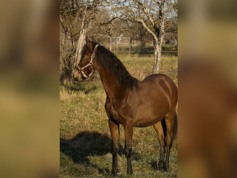 PRE Stallion  13,1 hh Brown in Filderstadt