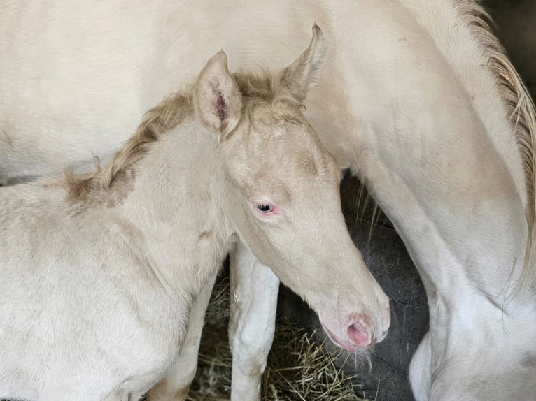 PRE Stallion Foal (03/2025) 13,2 hh Perlino in Visz