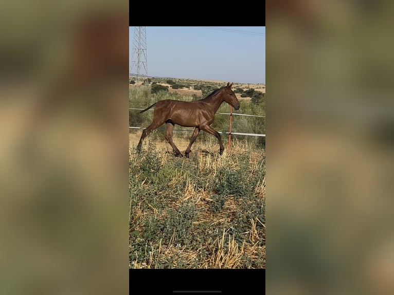 PRE Stallion  14,2 hh Bay in Campanario