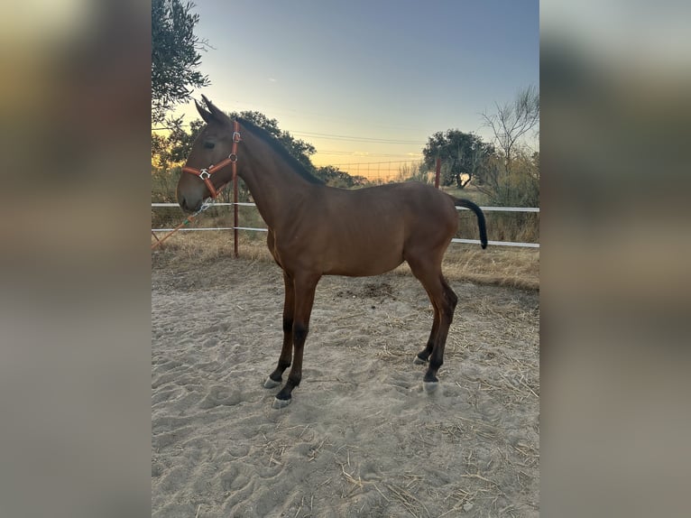 PRE Stallion  14,2 hh Bay in Campanario