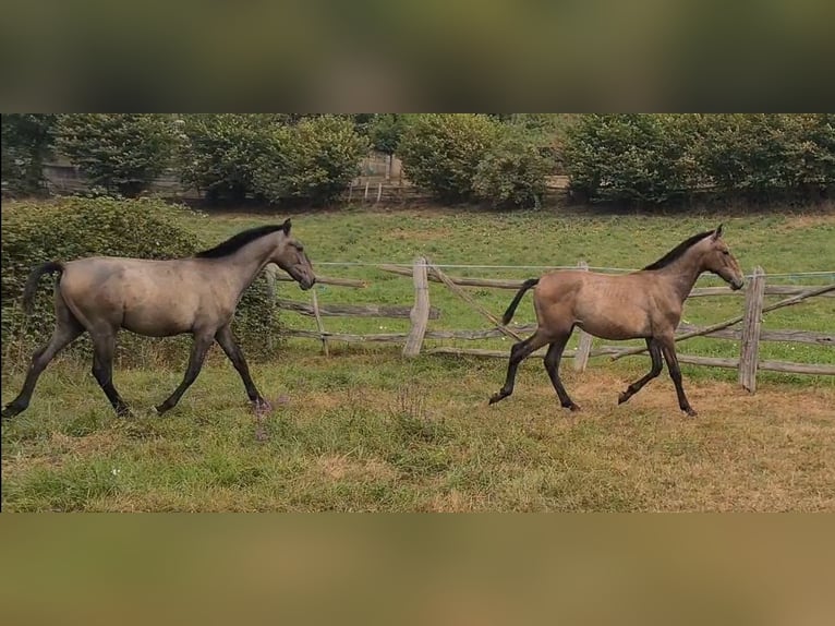 PRE Stallion Foal (02/2025) 14,2 hh in Mieres